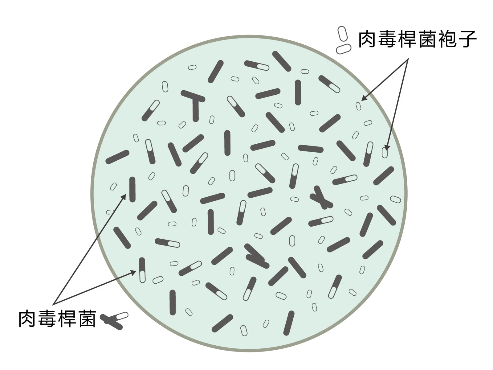 肉毒桿菌素是什麼.真的有毒嗎